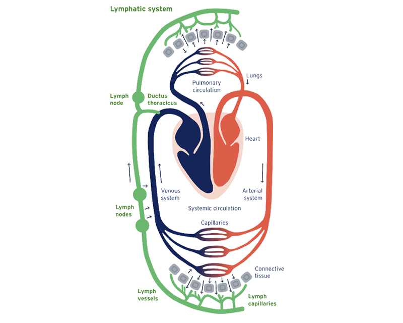 Illustration of the lymphatic system showing how lymph nodes, vessels, and capillaries interact with the circulatory system. Illustration of the lymphatic system showing how lymph nodes, vessels, and capillaries interact with the circulatory system.